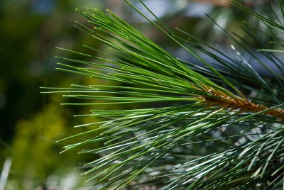 Pinus nigra - borovice černá - jehlice2